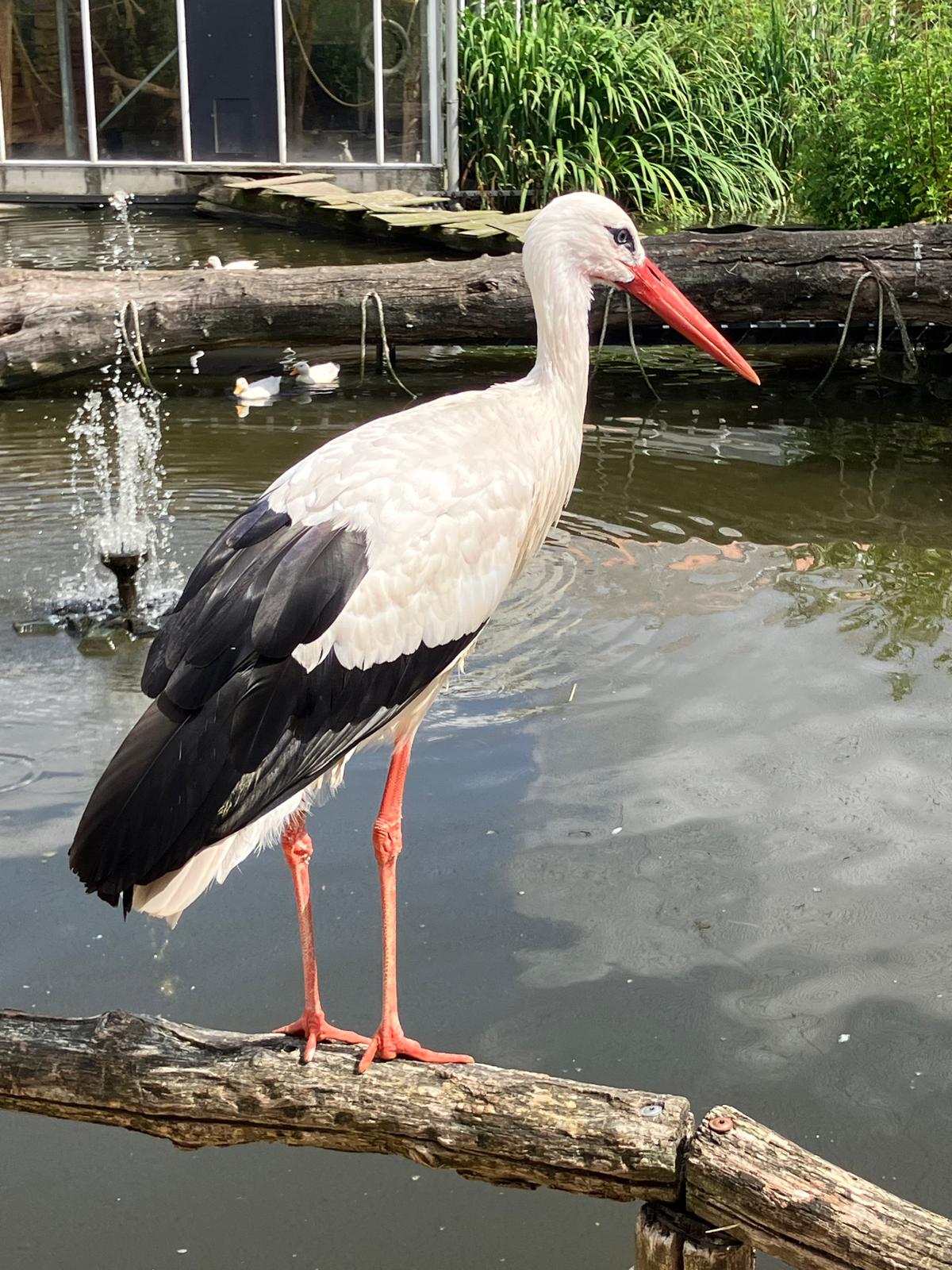 Foto 60 bij artikel "Uitje naar de Orchideenhoeve in Luttelgeest".